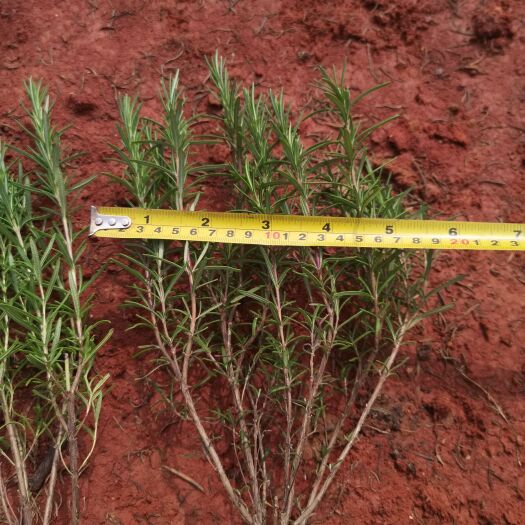 宜良县迷迭香，云南昆明迷笛香苗木种植园种植一手货源批发