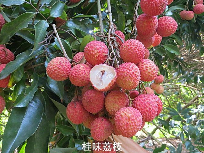 灵山县桂味荔枝苗带桂花香味的荔枝核小肉厚好吃香甜