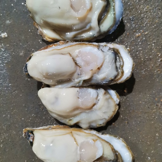 威海生蚝 威海本地文登蚝，口感好，味道鲜美