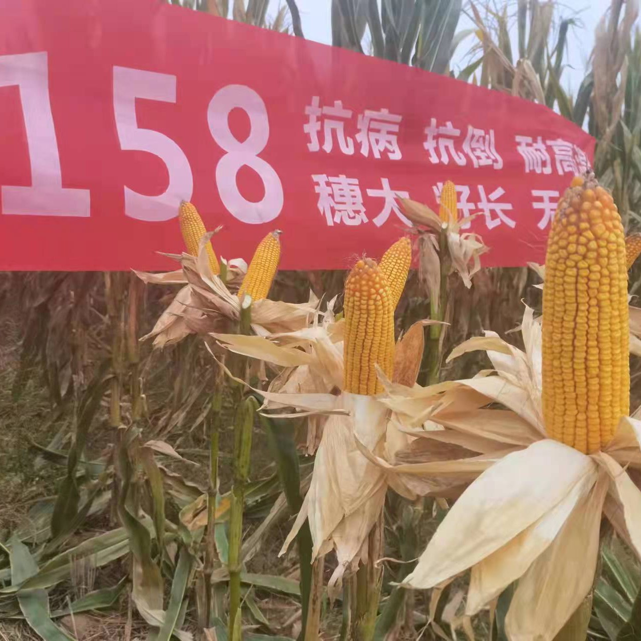 郑州郑单958玉米种子 延科158种子，高产红轴，抗倒伏，抗锈病