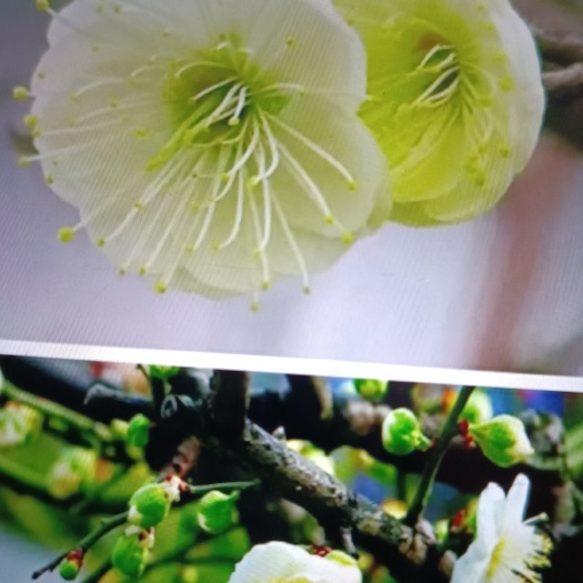 新沂市绿萼梅  各种梅树都是扦插原生苗，红梅，绿萼，宫粉，美人梅，