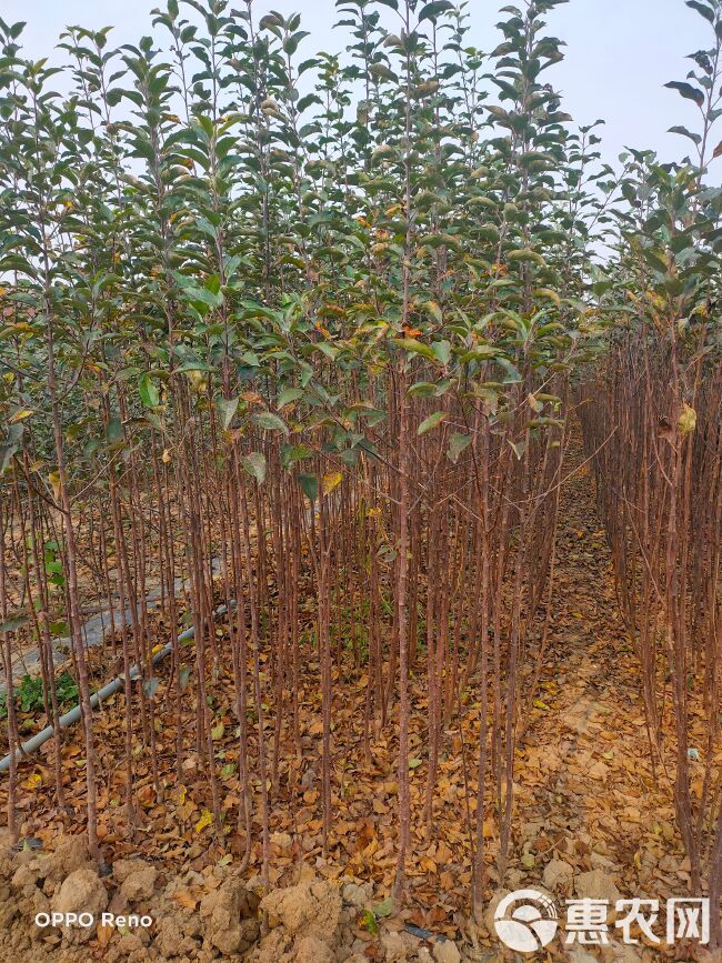 明月苹果苗，青森水蜜桃苹果苗，嫁接成品苗，品种纯正基地直销