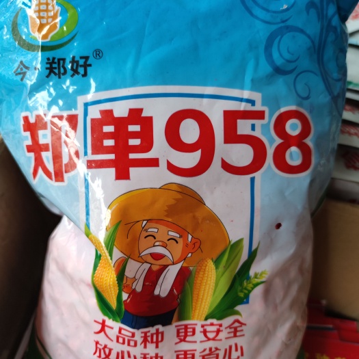 南昌郑单958玉米种子 郑单958.玉米种子