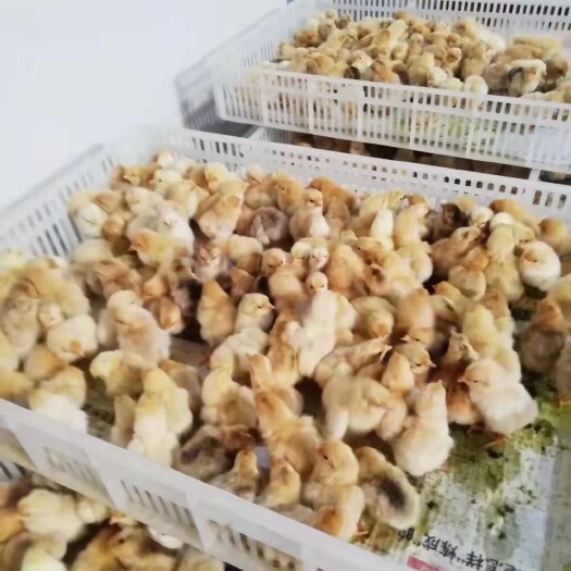 随县山鸡苗 正宗随州优质土鸡苗 清鹏禽业种鸡场孵化销售散养母鸡苗