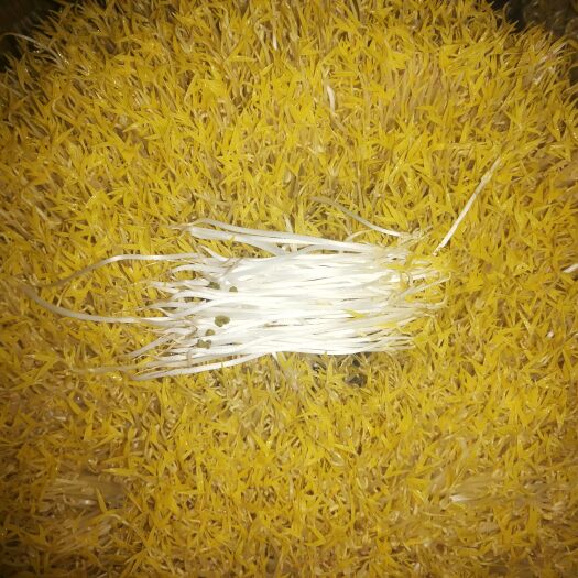  黄豆芽 绿豆芽
