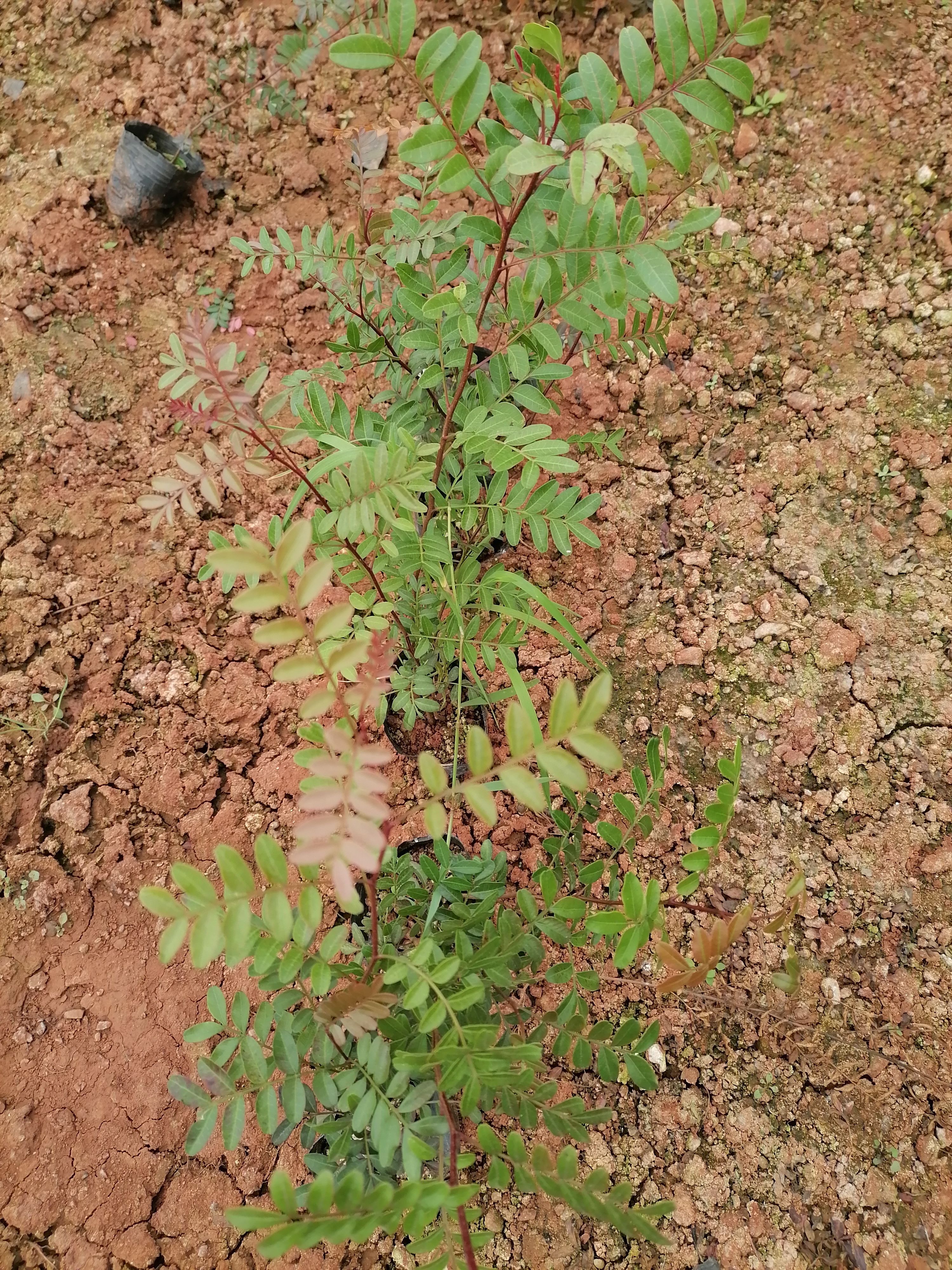 清香木    云南清香木   清香木小杯