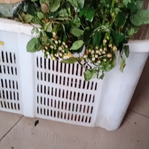 昆明销售戴安娜，今天只有大花，花头好，新鲜。条子也不错
