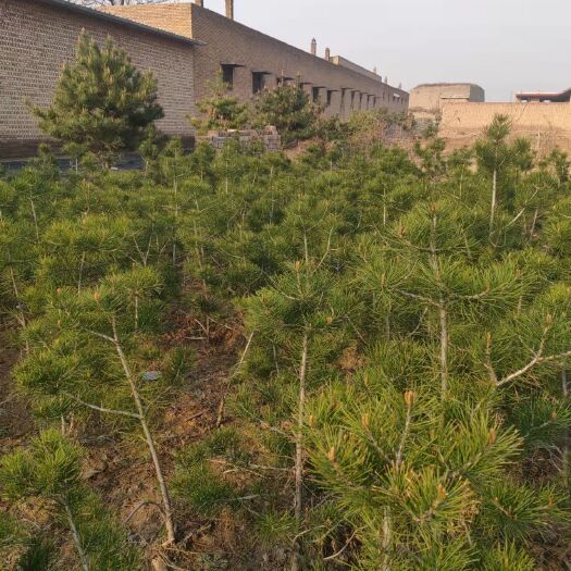 汾阳市白皮松