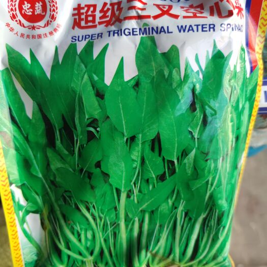 南昌福州三叉空心菜种子500克，亩产万斤以上