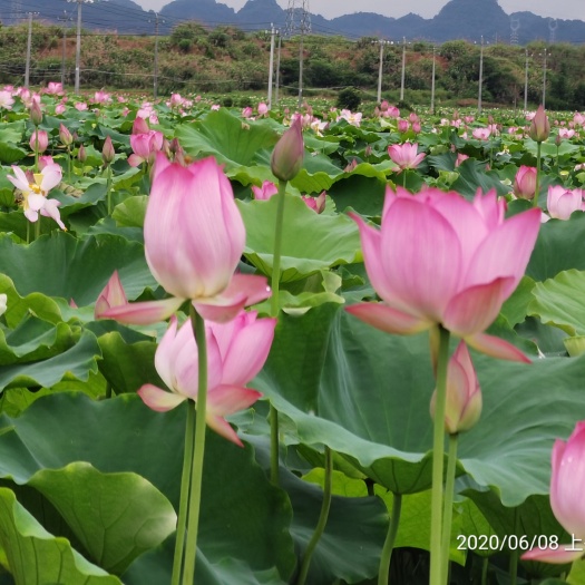 太空莲36号莲藕种红莲藕 太空1号莲藕种 红花白莲花湘莲藕种