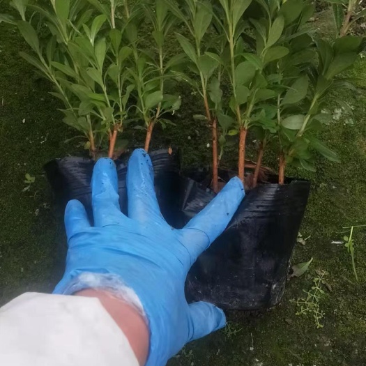 漳平市 13杯西洋杜鹃，自产自销，量大价优，一手货源，基地直销