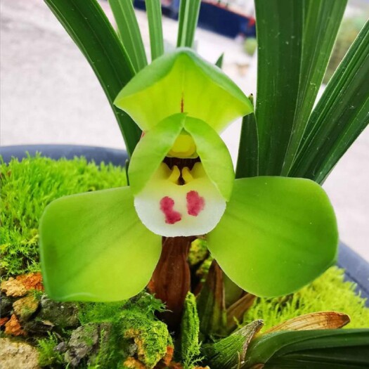 南靖县春兰  兰花大富贵苗浓香矮种兰花苗正品阳台花卉绿