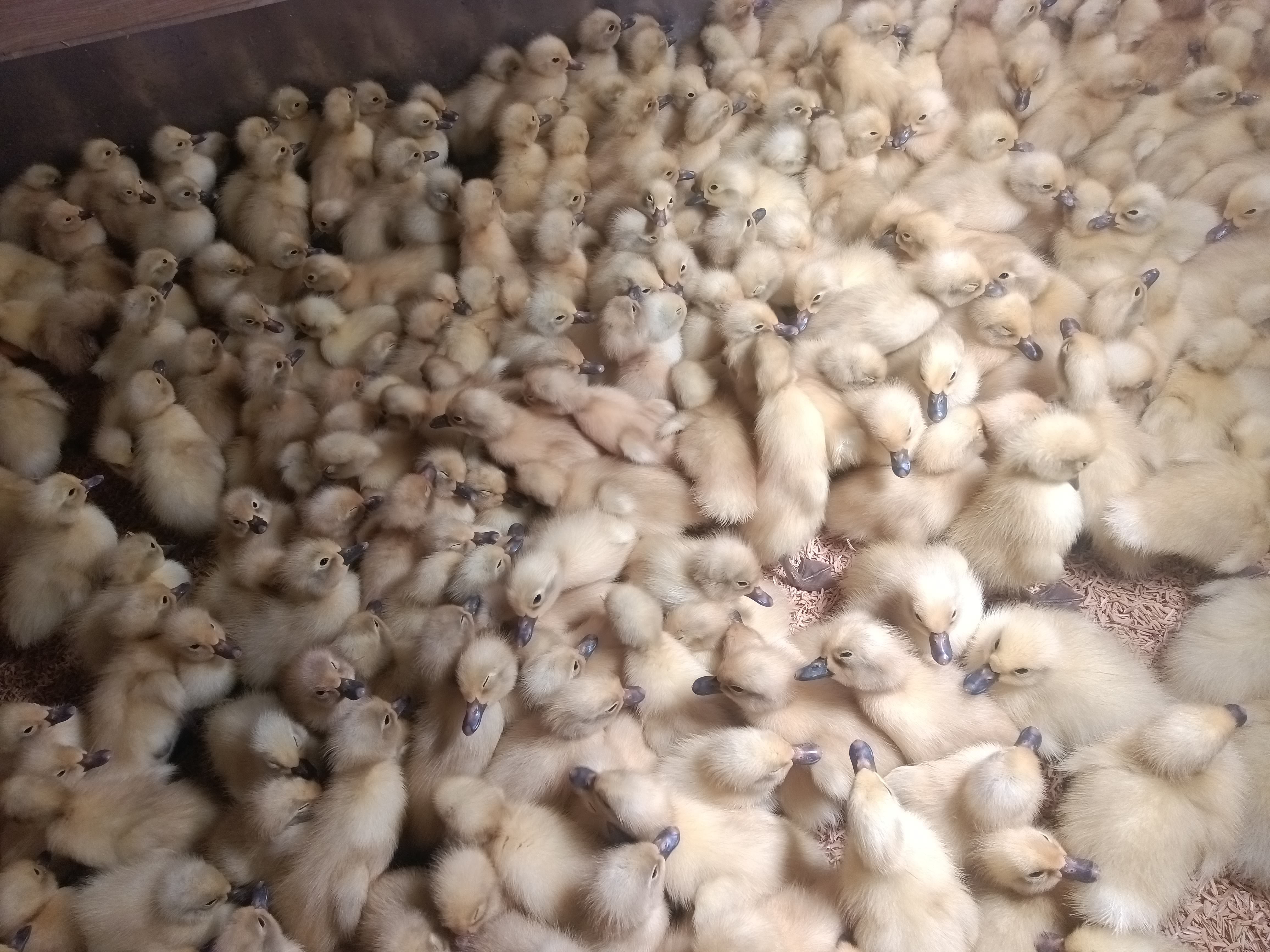 白鸭苗  连城白鸭鸭苗白鹜鸭苗鸭苗网红鸭脱温苗出壳苗