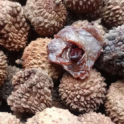漳浦县厂家直销桂味荔枝小荔枝干核小