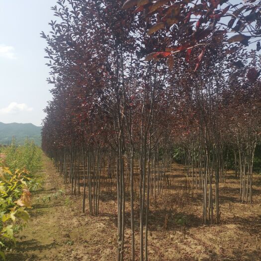 开原市紫叶稠李苗 丛生紫叶稠李