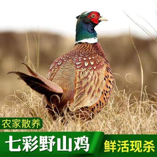 山鸡农家散养山鸡肉生态鲜活现杀七彩山鸡现杀冷冻山鸡散养农家鸡