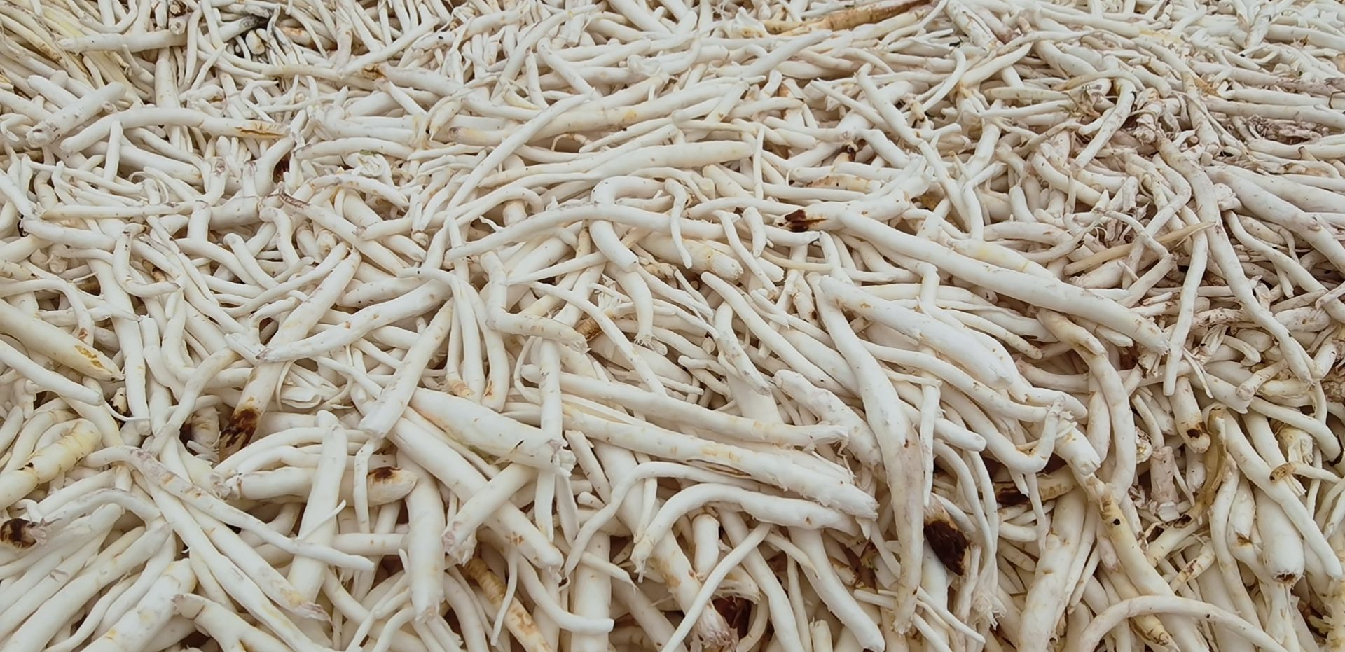 南沙参 川明参新产！