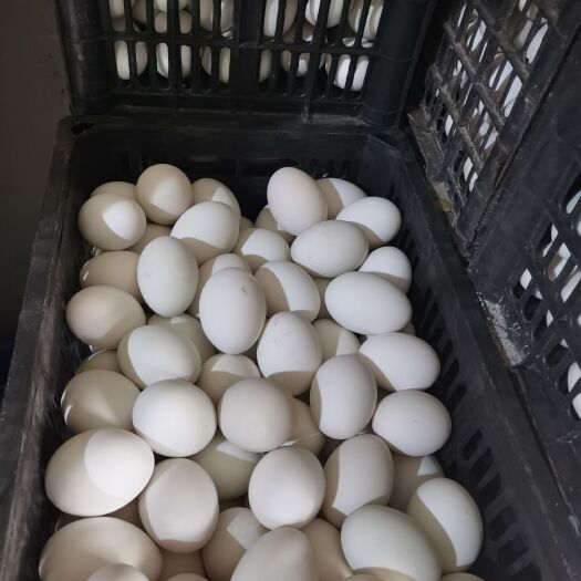 昌邑市白鸭蛋 鸭蛋  散黄