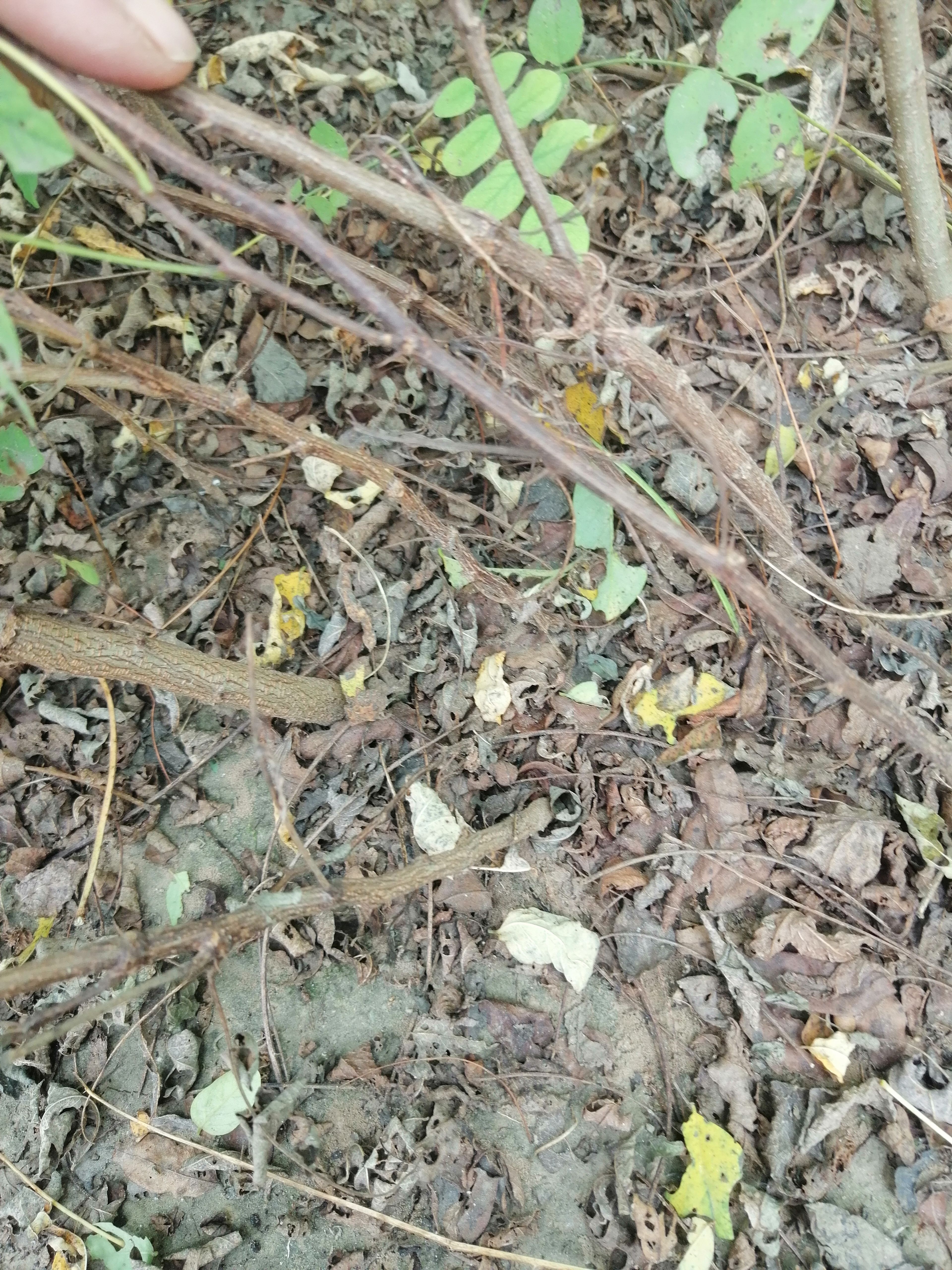 刺槐苗