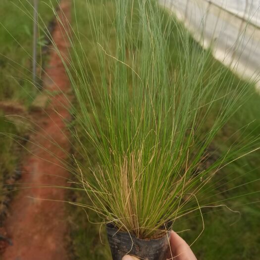 细叶针芒 细茎针茅，云南昆明细茎针茅种植园一手货源种植批发