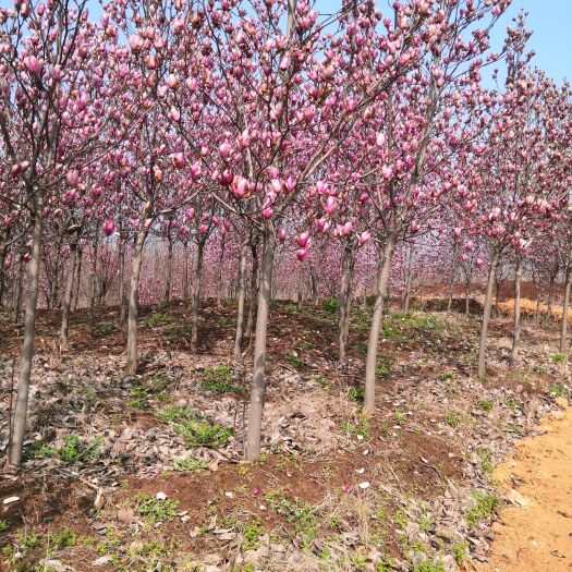随县 紫玉兰，白玉兰，黄玉兰