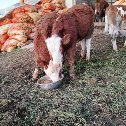 威宁县肉牛 300-500斤 母牛 牛犊 6-7月龄 