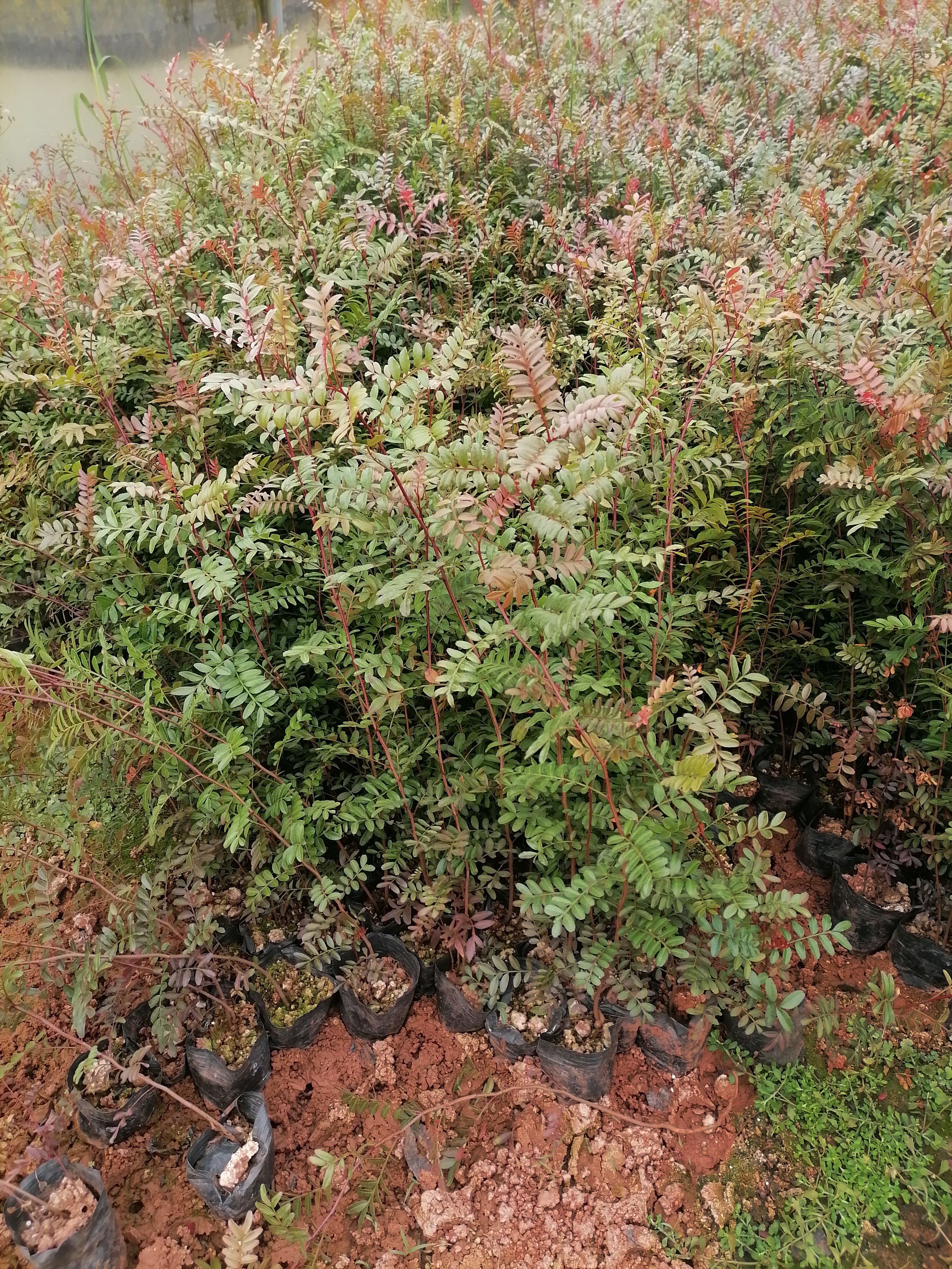 清香木    云南清香木   清香木小杯