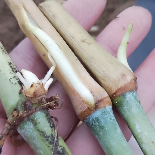 澧县 甜象草是热带和亚热带地区广泛栽培的一种新型高蛋白高产牧草