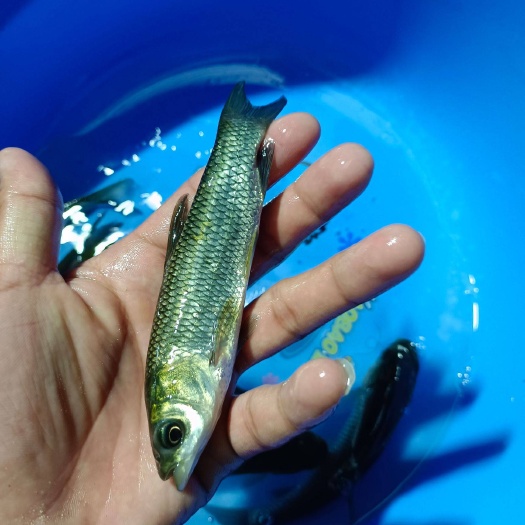 玉林 各规格草鱼苗大量批发价