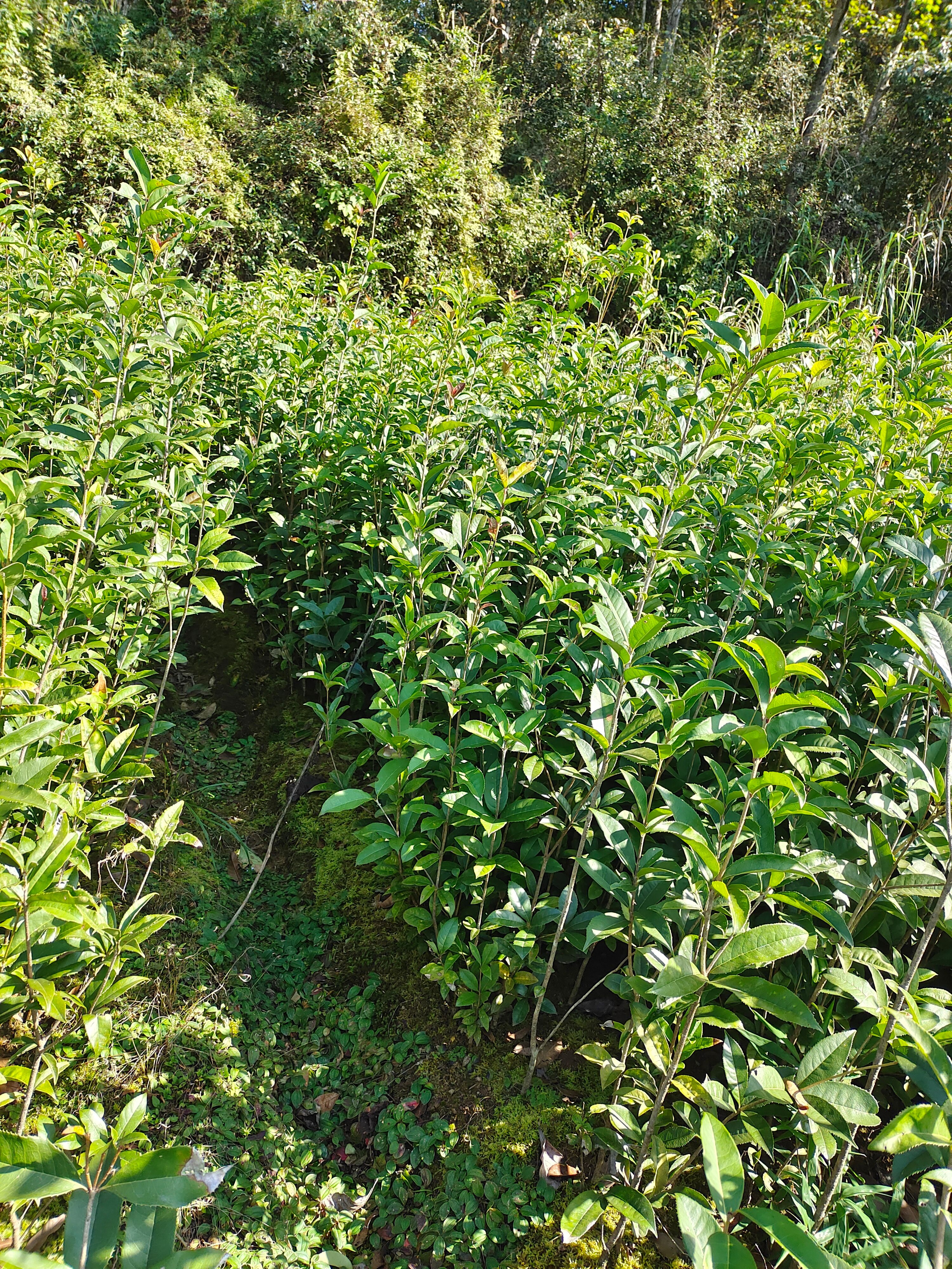 桂花树苗 桂花苗