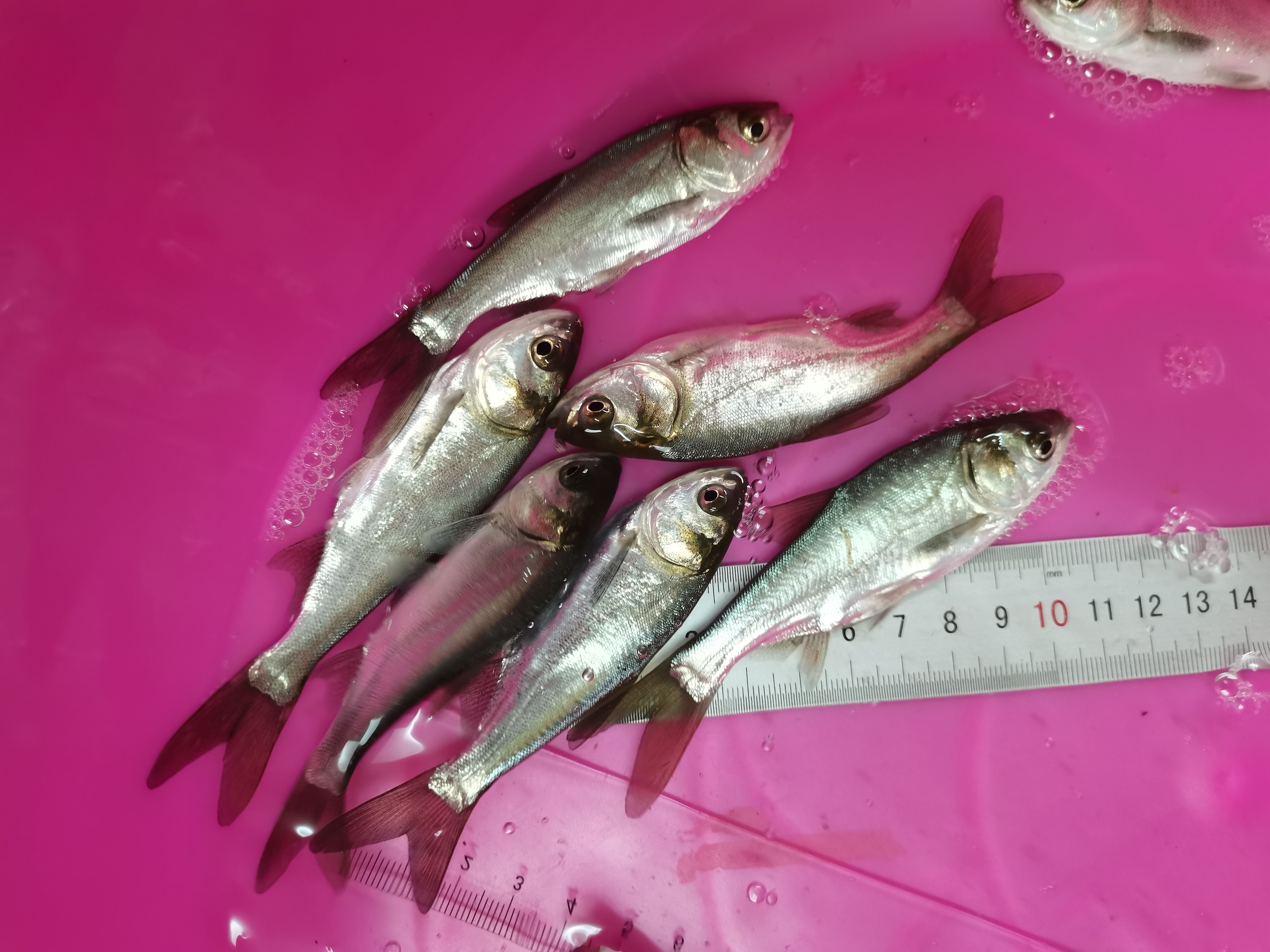 场地直销，白鲢鱼苗 ，杂交 白连鱼苗，良种快大鱼，规格齐全。