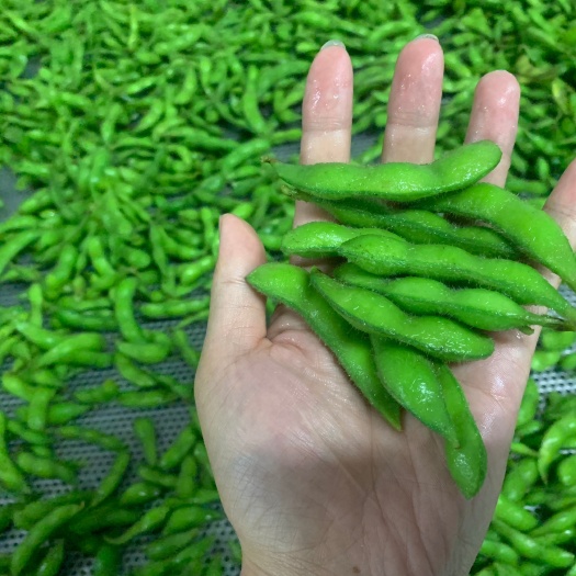 郑州新季毛豆 速冻毛豆 速冻毛豆翠绿宝