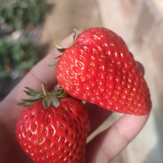 北京红颜草莓 北京昌平兴寿草莓价格便宜 产值足