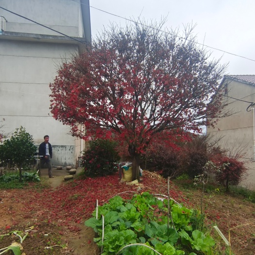 新昌县中国红枫  绍兴市新昌县精品中囯红枫，各种规格齐全，质量保证