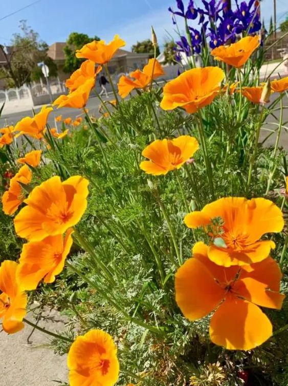 花菱草种子四季易种花卉多年生盆栽种子园林绿化花籽庭院花海种