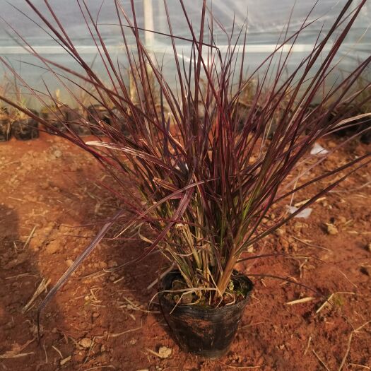 狼尾草，紫叶狼尾草，火焰狼尾草，云南昆明紫叶狼尾种植园种植