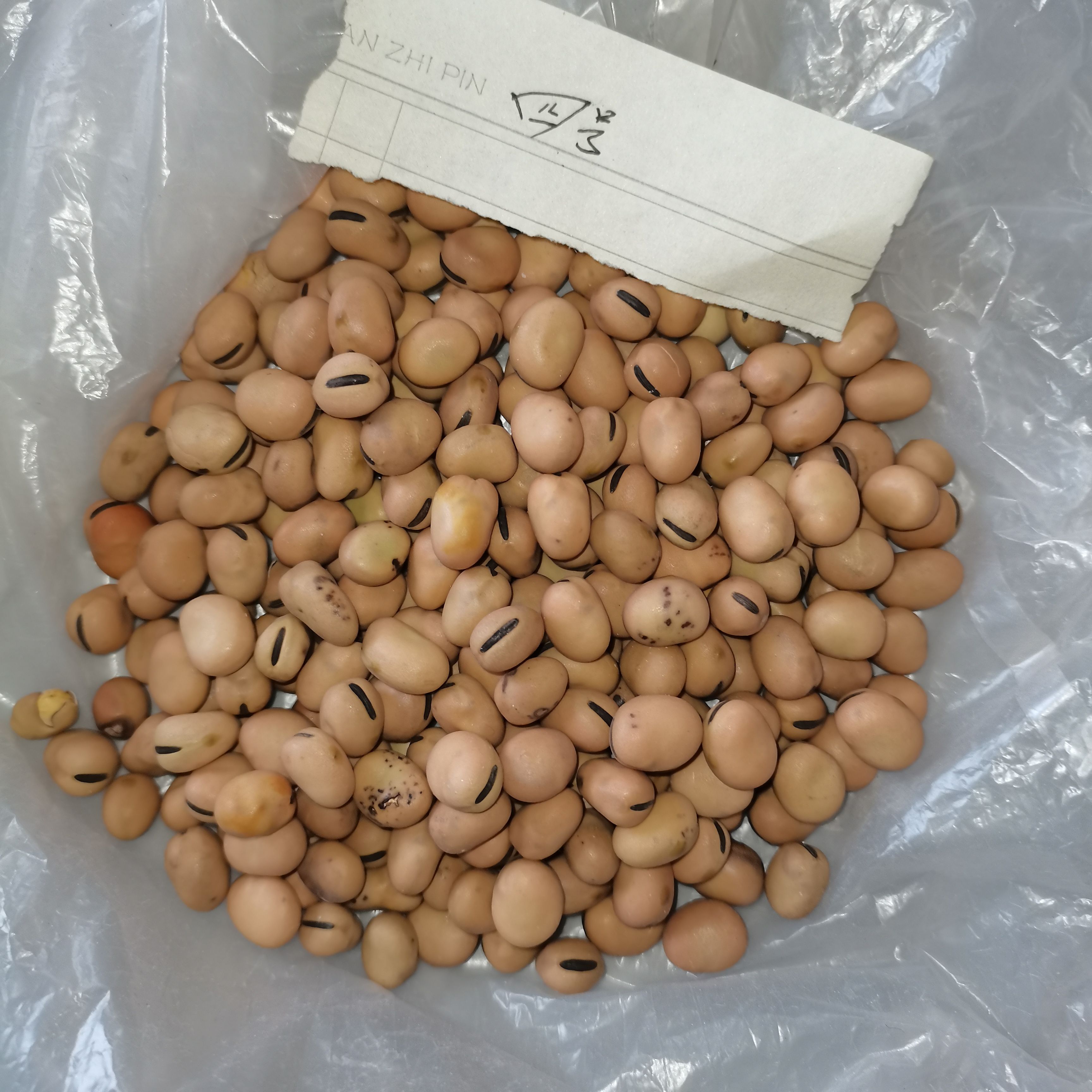 干蚕豆，羊眼豆，圆蚕豆