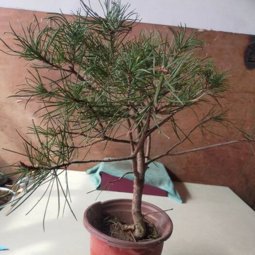 天水白皮油松 此盆景为白皮松，针叶碧绿，上盆以久，请放心出价！