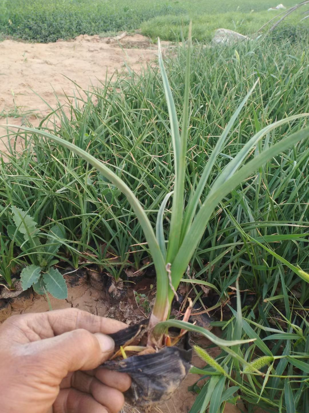 火炬盆栽 火炬花杯苗价格，火炬花工程苗，火炬花种植基地货源充足