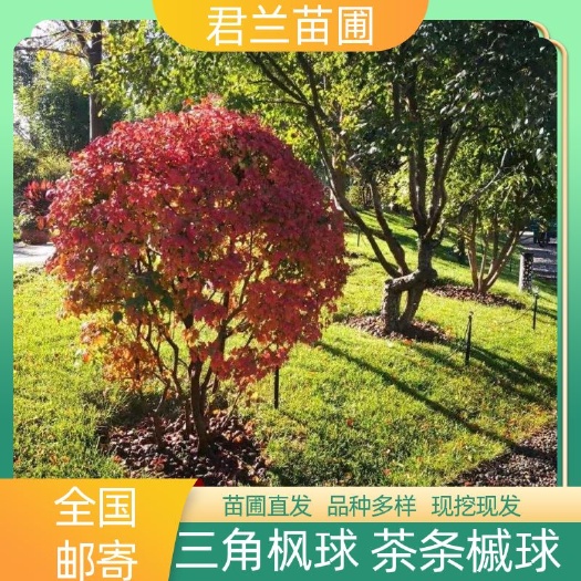 铁岭县三角枫球冠幅80-150cm 量大 苗圃直发 三角枫 地球