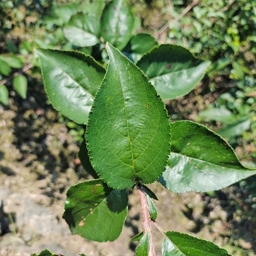 湖北海棠苗三匹罐苗宜昌凝清茶苗 巴东觚子茶苗巫山神茶苗