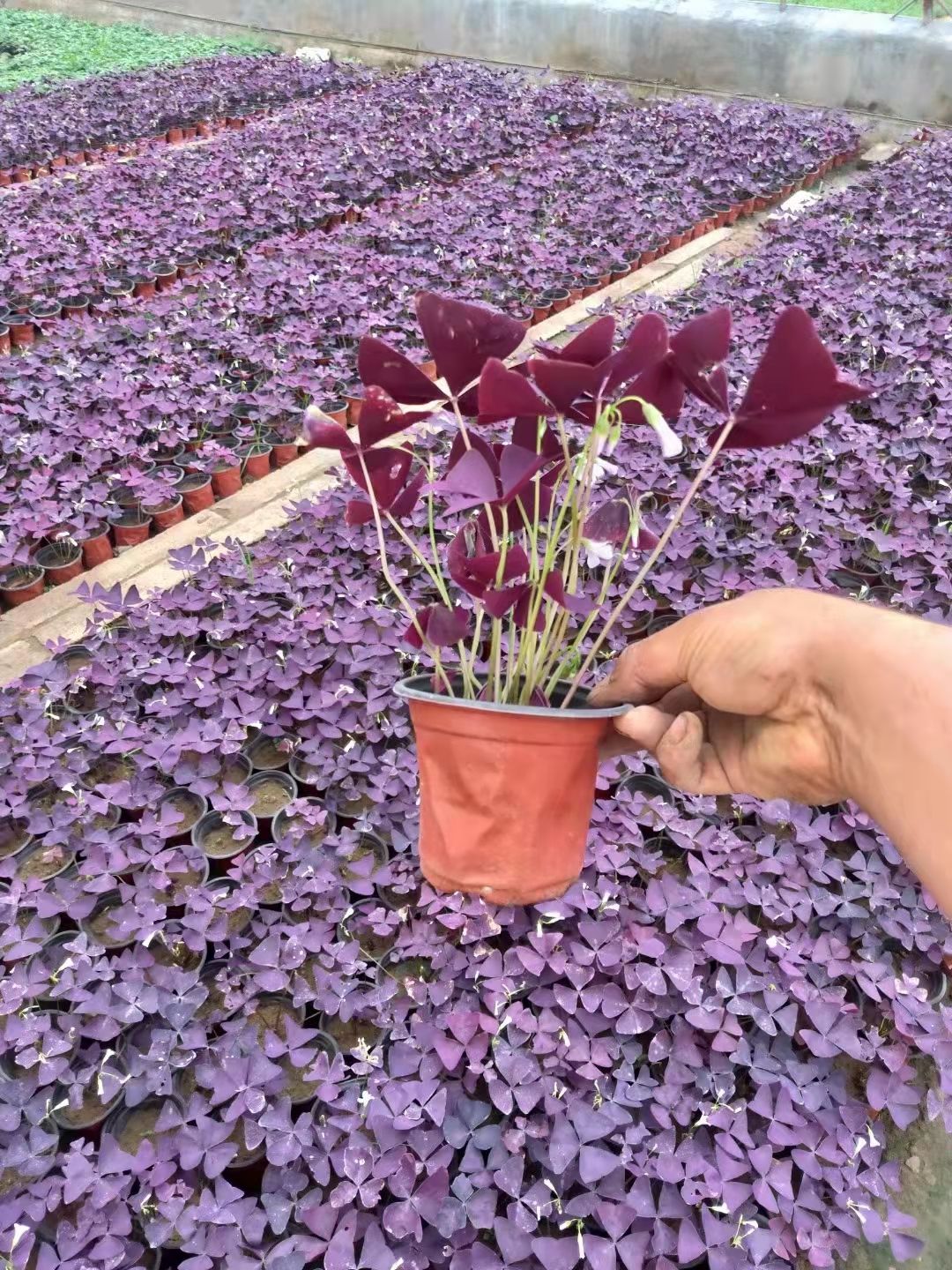 紫叶酢浆草，红花酢浆草，醡浆草杯苗规格齐全