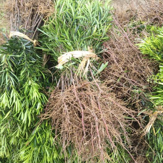 奉新县罗汉松10-100公分高度