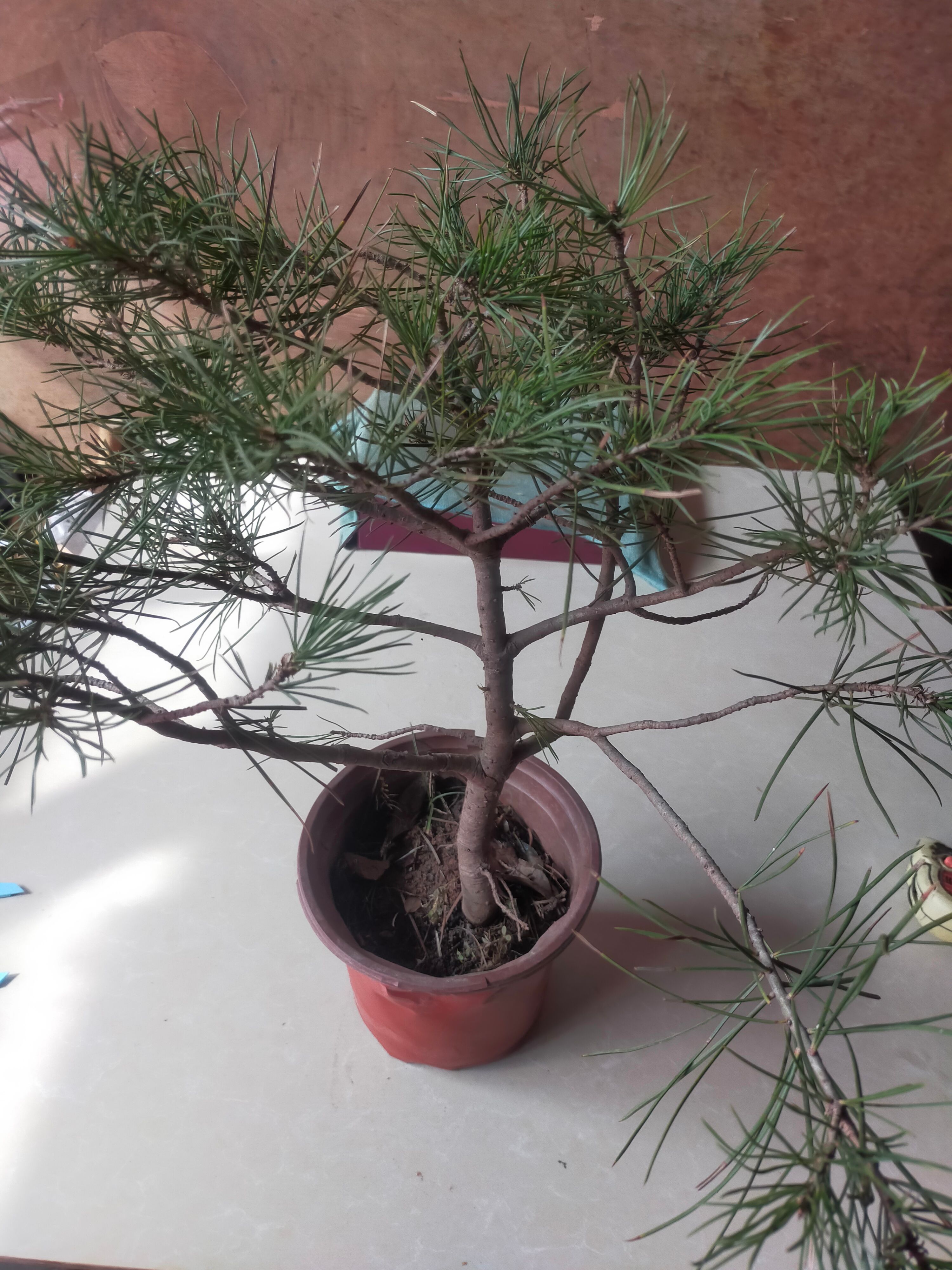 白皮油松 此盆景为白皮松，针叶碧绿，上盆以久，请放心出价！