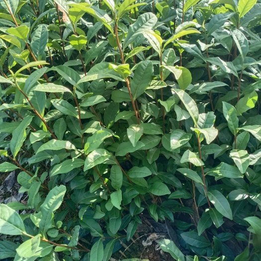 雅安紫鹃茶树苗 茶树苗