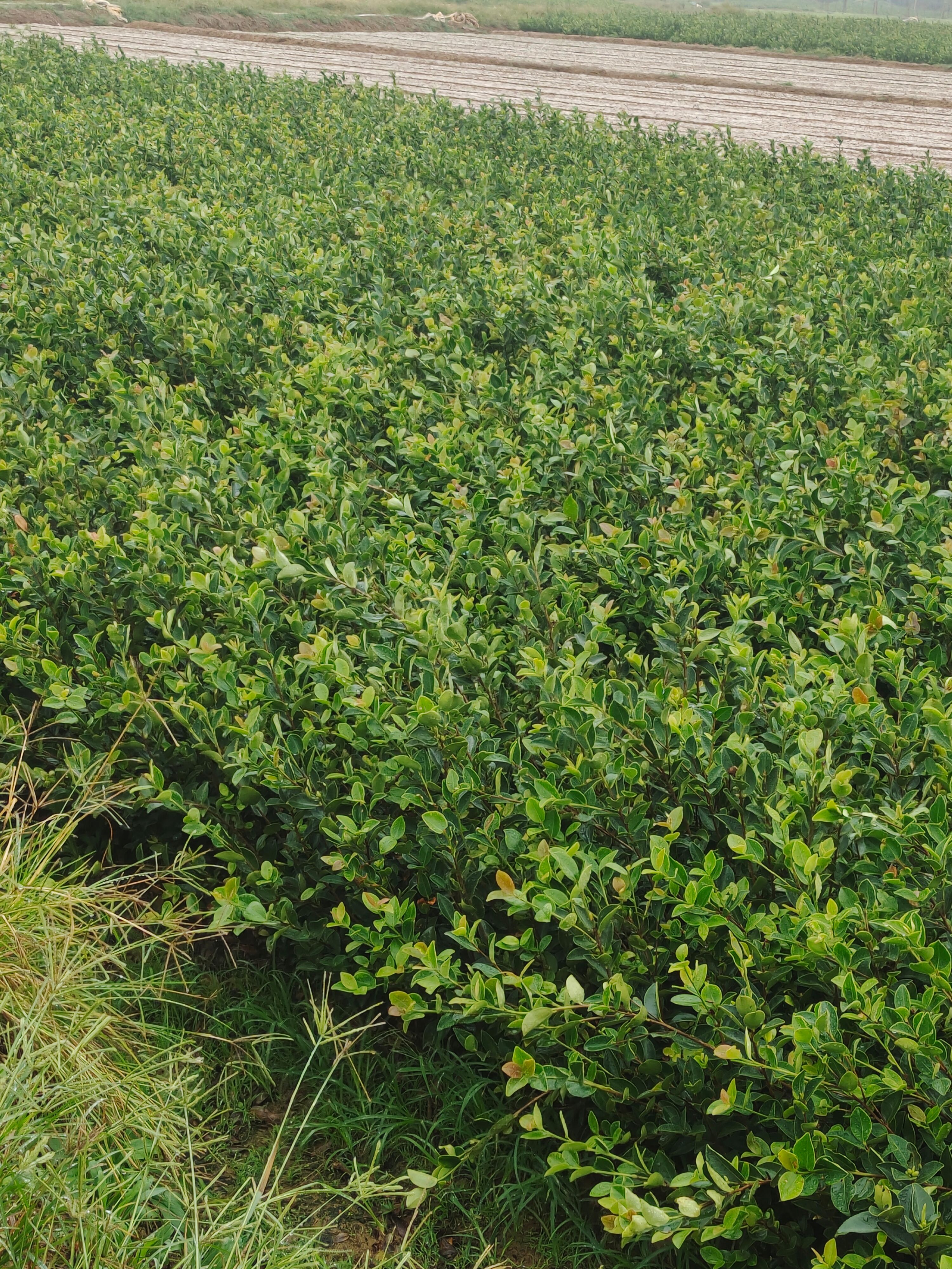 油茶树苗 嫁接油茶苗