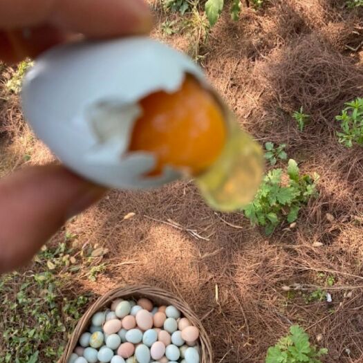 仙桃市土鸡蛋 中码蛋 粉绿混装 土鸡蛋 