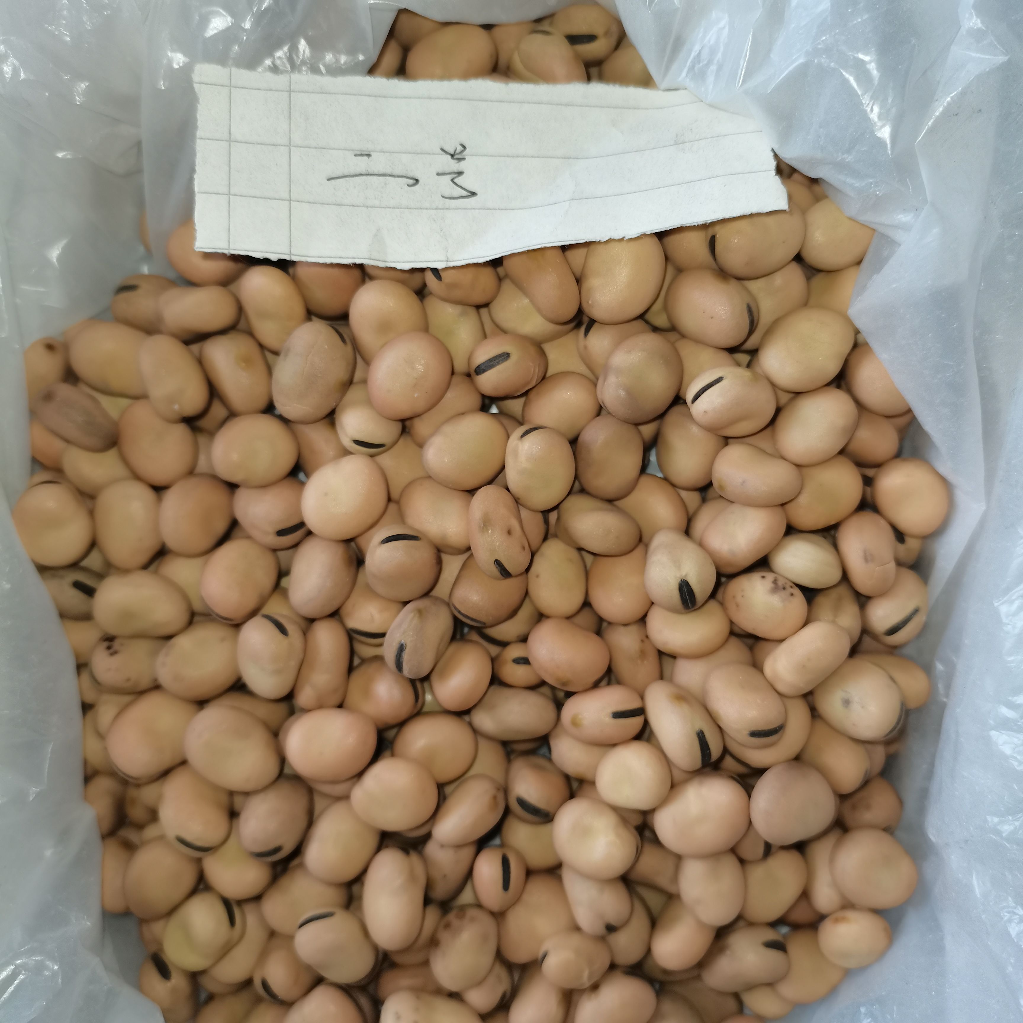 干蚕豆，羊眼豆，圆蚕豆
