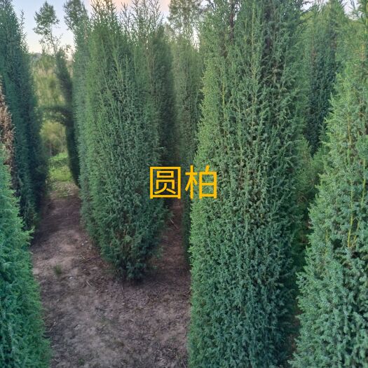 武威祁连圆柏  正宗圆柏  产地直发