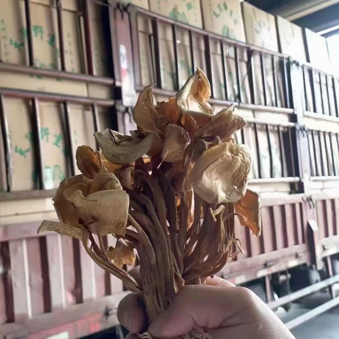 广昌5号茶树菇 茶树菇，热卖，地摊展会